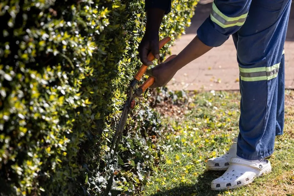 Gardener trimming a hedge with shears